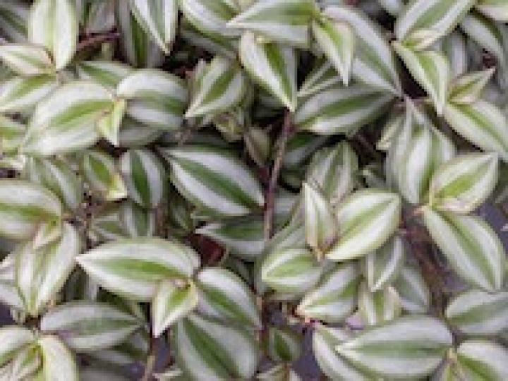 Wandering Jew