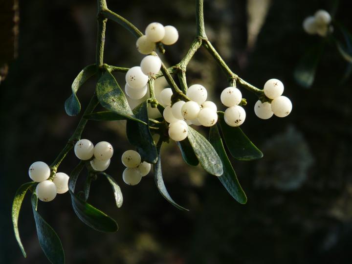 Mistletoe Berries