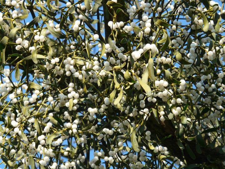 mistletoe-berries-16345_1280_full_width.jpg