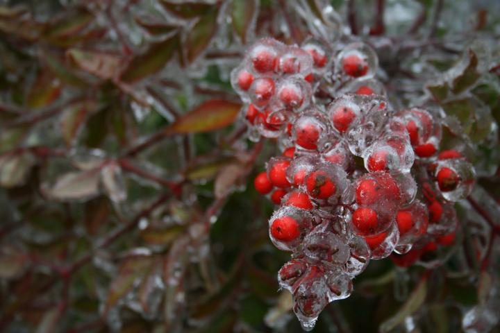 Berries in Ice