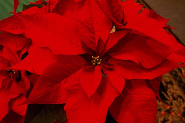 Poinsettia