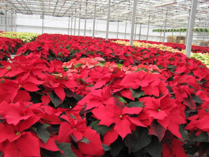 poinsettias_001_full_width.jpg