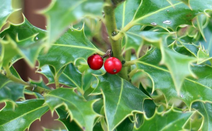 Holly Bushes