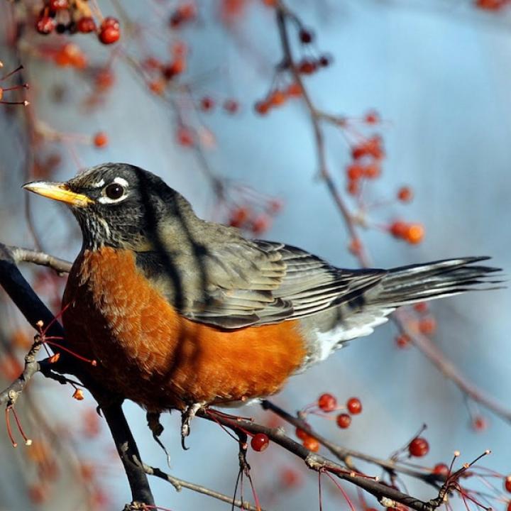 Robin and Berries