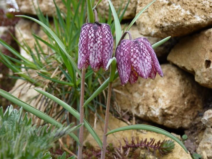 Rodent-proof Flower Bulbs