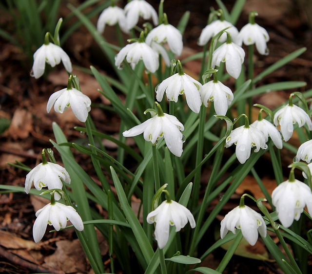 snowdrop-622307_640.jpg