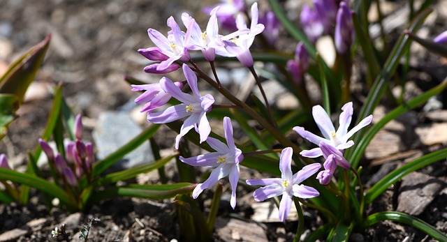 chionodoxa-luciliae-724750_640.jpg