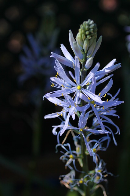 camassia-591312_640.jpg