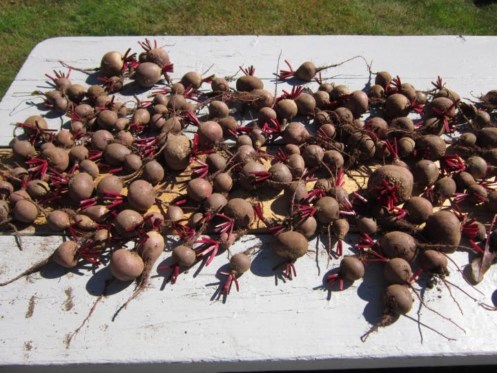 beet_harvest_051_full_width.jpg