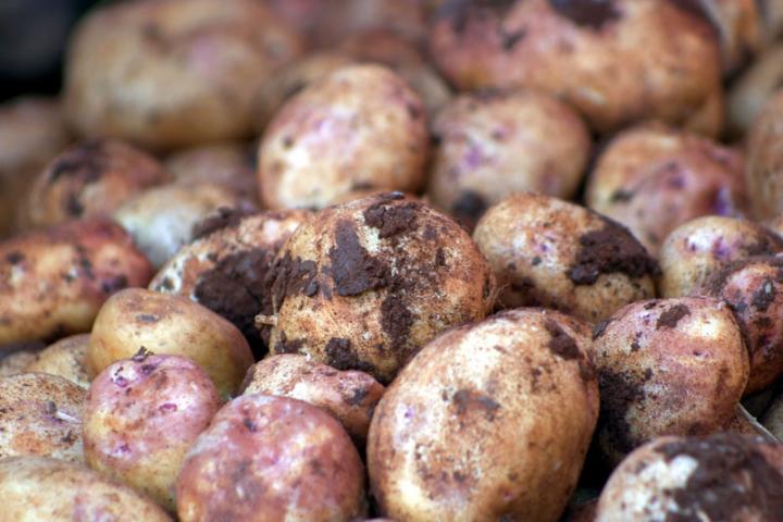 Potatoes in root cellar