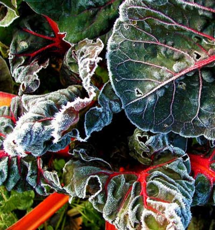 Frost on My Garden