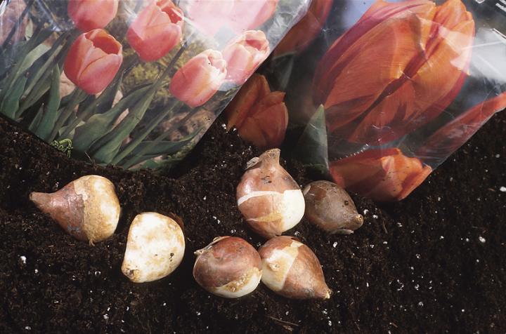 Growing Guide: Fall-Planted Bulbs