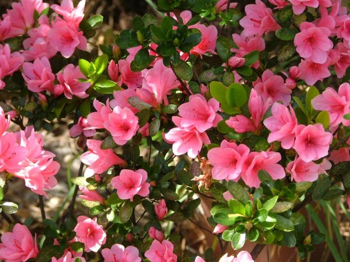 Pink Azalea Flowers