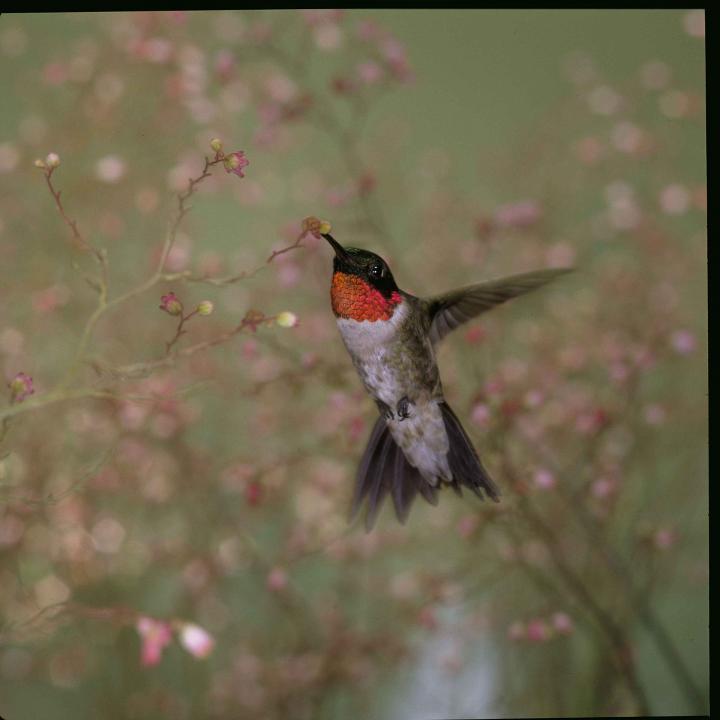attract-watch-ruby-throated-hummingbird