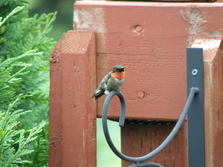 attract-red-throated-hummingbirds.jpg