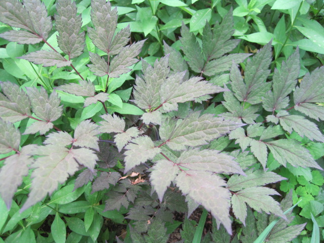 dark-foliage-garden-accents.jpg