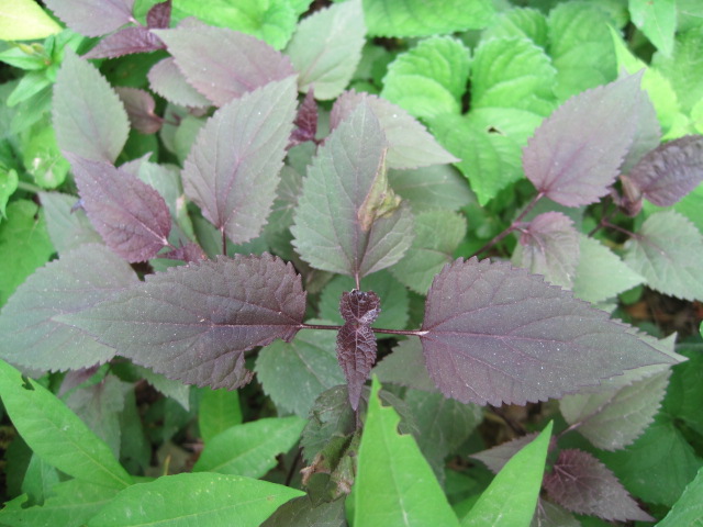 dark-leaves-foliage.jpg