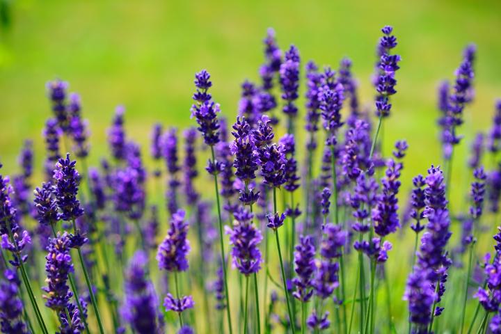 lavender-1117275_1920_full_width.jpg