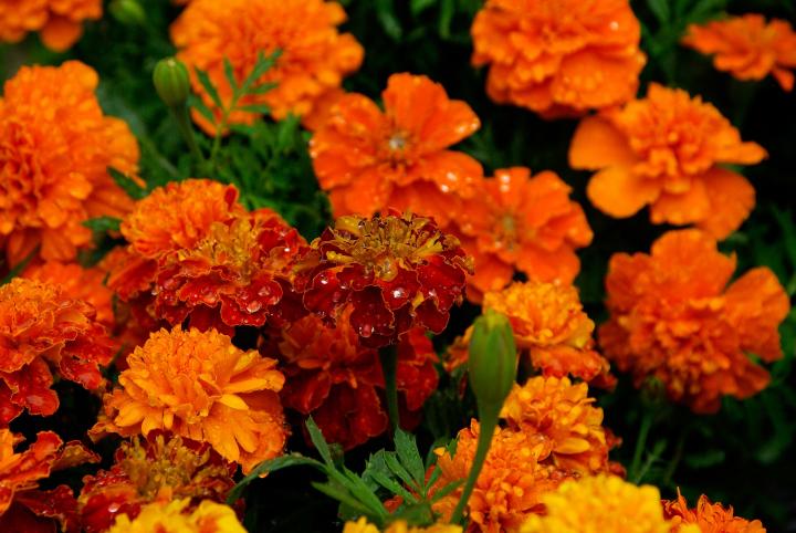 marigolds-740440_1920_full_width.jpg