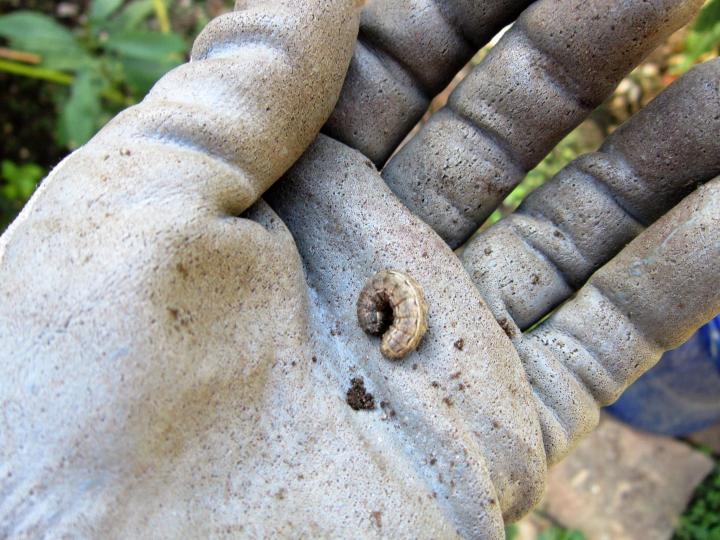 winter-squash-cutworm-pest-control.jpg