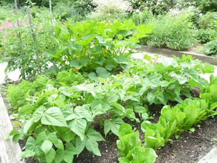 My Raised Vegetable Garden