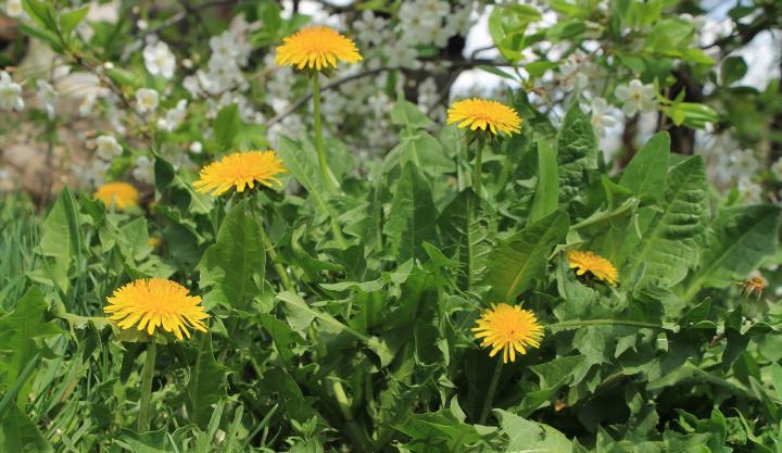 dandelion-weeds-indicator-plants