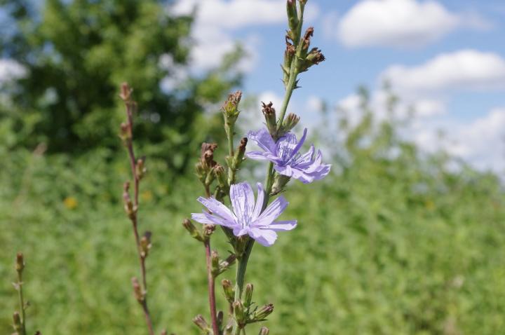 common-chicory-indicator-weed.jpg