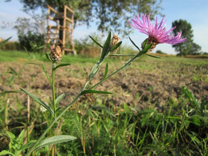 centaurea-jacea-844562_1920_full_width.jpg