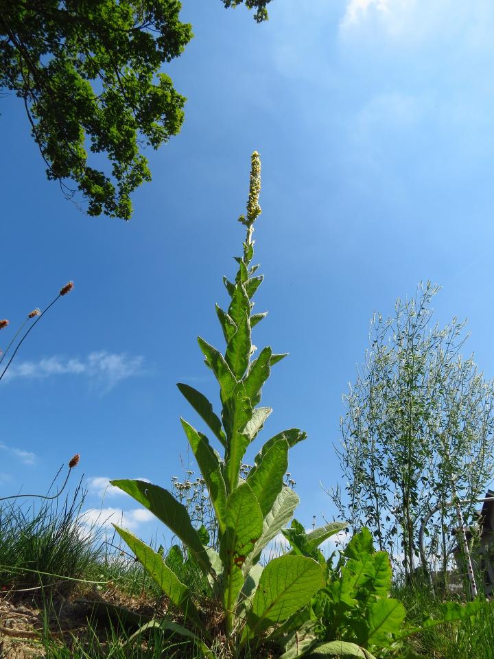 common-mullein-indicator-weed.jpg