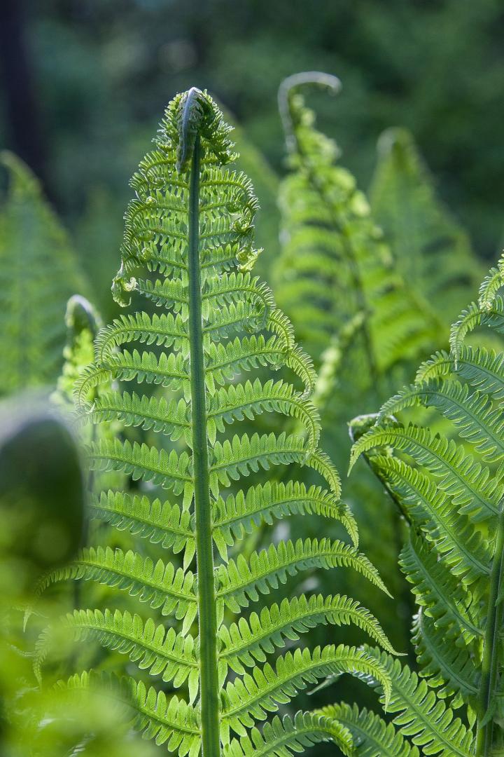 fern-1194383_1920_full_width.jpg