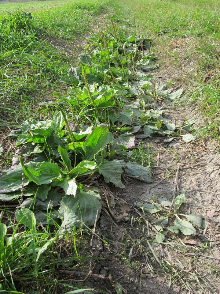 plantain-weed-indicator.jpg