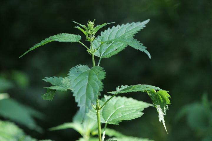 stinging-nettle-weed-indicator.jpg