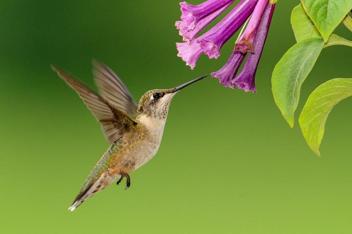 plants-attract-hummingbirds