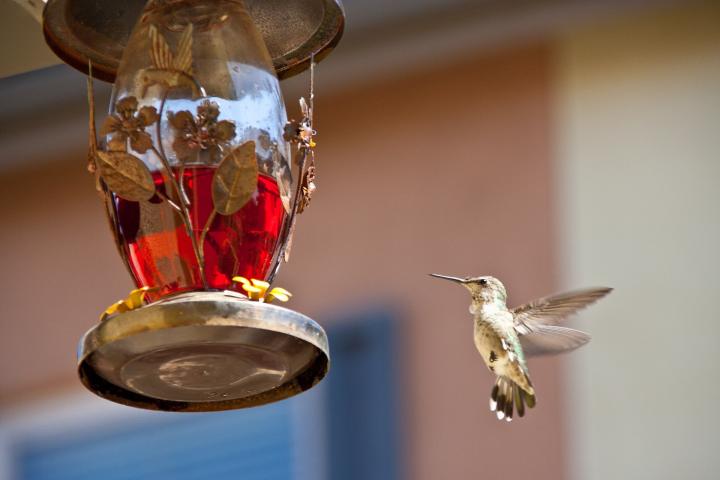 attract-hummingbirds-to-garden.jpg
