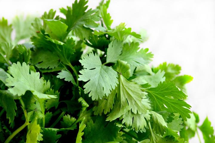 The Polarizing Plant, Cilantro