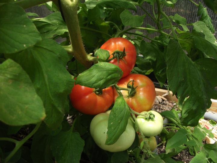 Backyard Garden Tomatoes on Vine