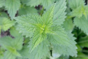 stinging-nettle-430087_1280_half_width.jpg