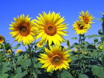sunflowers_half_width.jpg