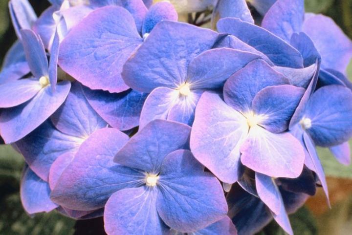 Blue Hydrangea Petals