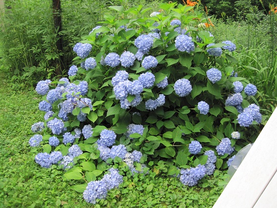 endless-summer-hydrangea