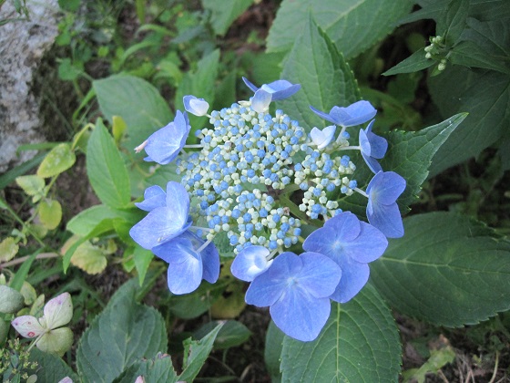 lacecap-hydrangea-pruning