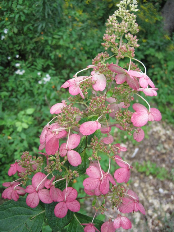 vanilla-strawberry-hydrangea-pruning