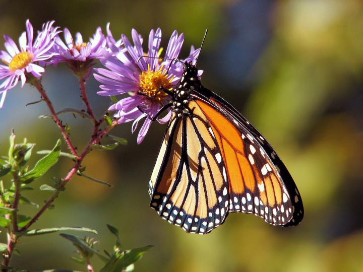 attract-butterflies-to-garden