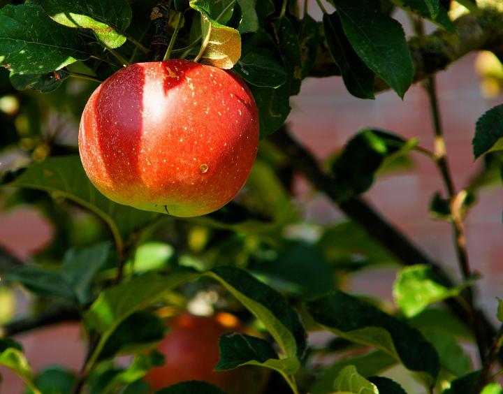 harvest-fruits-vegetables