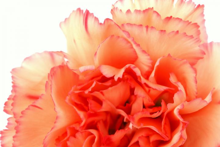 January birth flower, the carnation