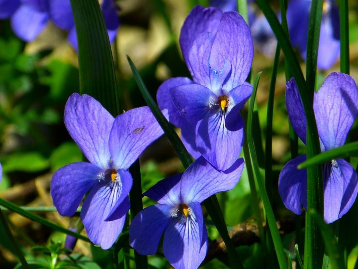 February birth flower, violet