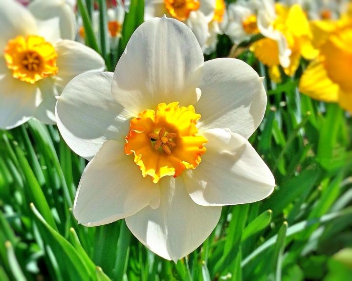 March birth flower, daffodil
