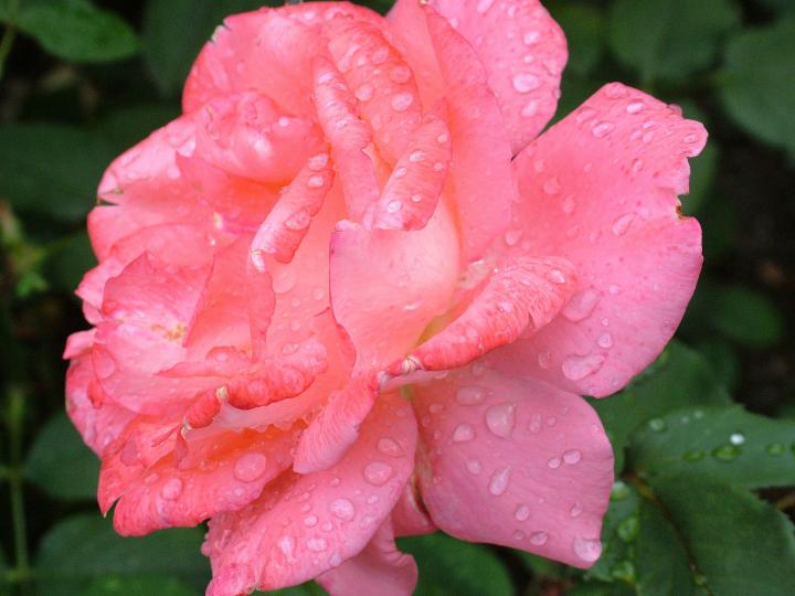 Rose, June Birth Flower, The Old Farmer's Almanac