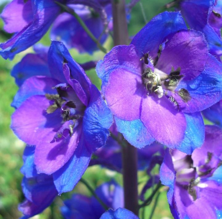 July birth flower, the larkspur