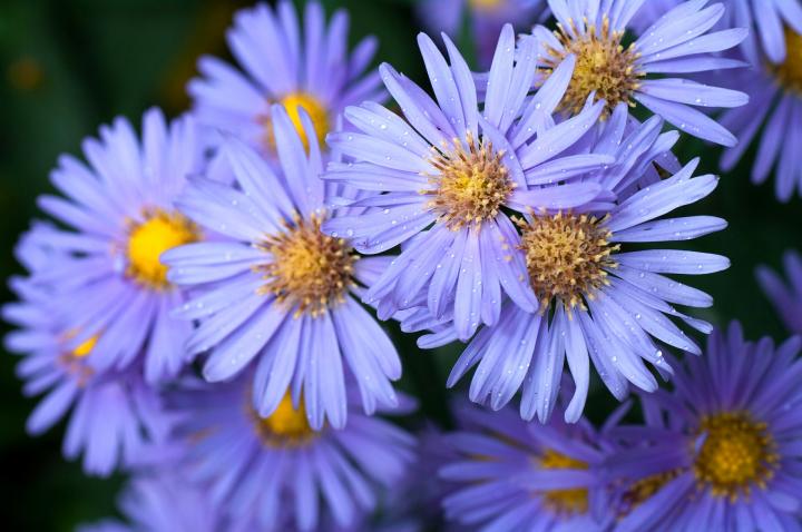 asters-updated-1920x1275_full_width.jpg